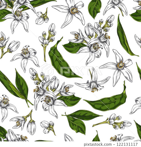Vector illustration of neroli flower with leaves and buds in seamless pattern. Vector illustration of neroli flower with leaves and buds in seamless pattern. 122131117