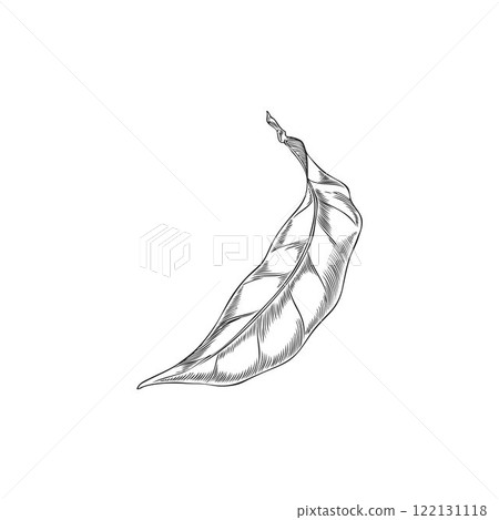 Neroli leaf. Black and white vector illustration in sketch style on isolated background. 122131118