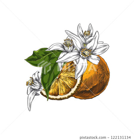Vector illustration of whole neroli fruit and slice, flowers and leaves. Vector illustration of whole neroli fruit and slice, flowers and leaves. 122131134