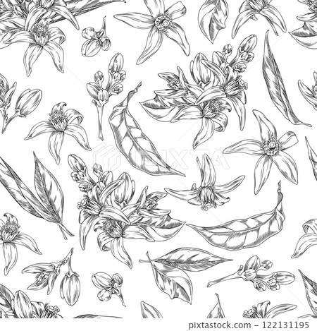 Illustration of a seamless background of black and white sketches of neroli flowers and leaves. Illustration of a seamless background of black and white sketches of neroli flowers and leaves. 122131195