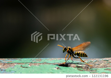 Wasp close-up. Yellow pattern on the black body of the wasp. Place for text. Copyspace. Blurred background. 122131196
