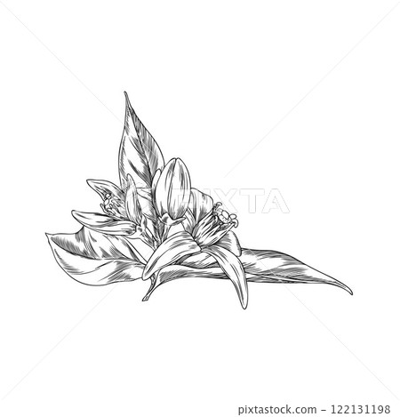 Vector illustration of neroli flower sketch with leaves on isolated background. 122131198