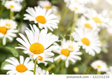 White large daisies on the background of blurred daisies outdoors. close-up 122131210