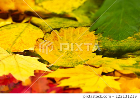 Yellow autumn leaf close-up on blurred colorful leaves. Selective focus. Colorful autumn leaves. Autumn background. Yellow autumn leaf close-up on blurred colorful leaves. Selective focus. Colorful autumn leaves. Autumn background. 122131219