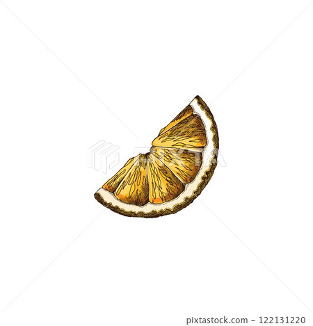 Vector illustration featuring a colored sketch of a neroli orange slice. Vector illustration featuring a colored sketch of a neroli orange slice. 122131220
