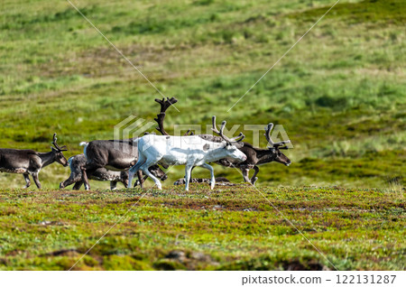 Reindeer in Northern Norway 122131287