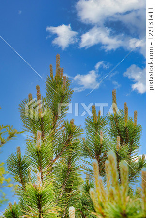 Mountain pine branches in the sky Mountain pine branches in the sky 122131411