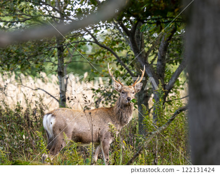Ezo deer 122131424