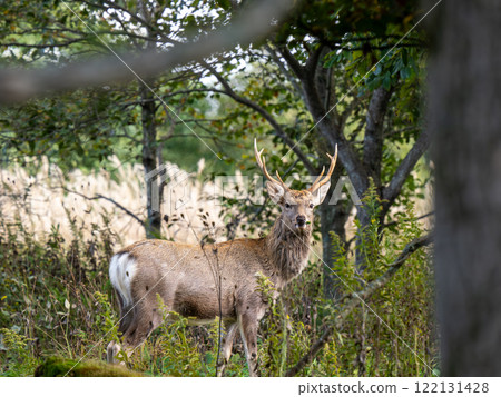 Ezo deer Ezo deer 122131428