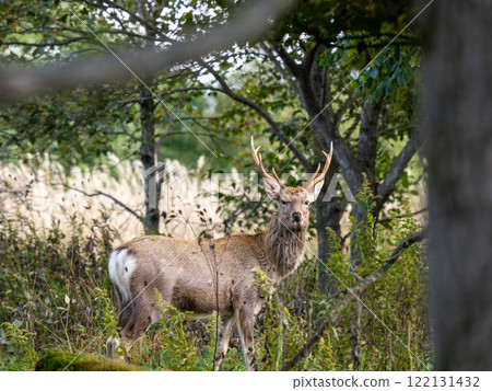 Ezo deer Ezo deer 122131432
