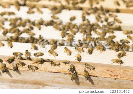 Beekeeping image: What the bees look like when you open the beehive 122131462