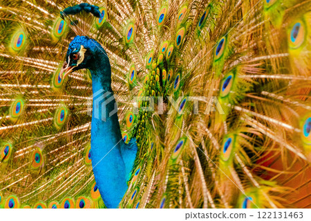 閃亮的孔雀 122131463