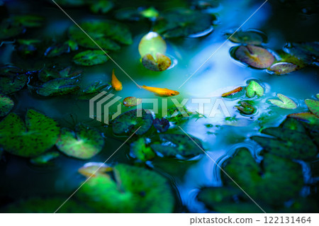 搖曳的青鱂 搖曳的青鱂 122131464