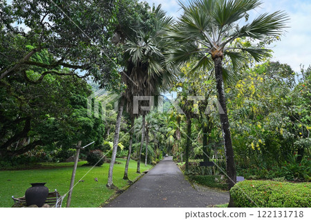 Walking path in a park with tropical vegetation 122131718