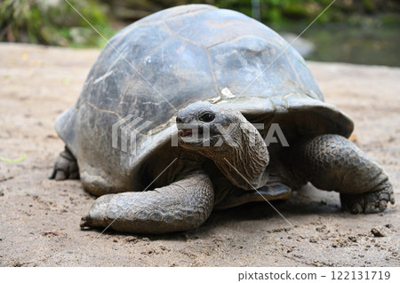 Big Seychelles Tortoise in its natural habitat Big Seychelles Tortoise in its natural habitat 122131719