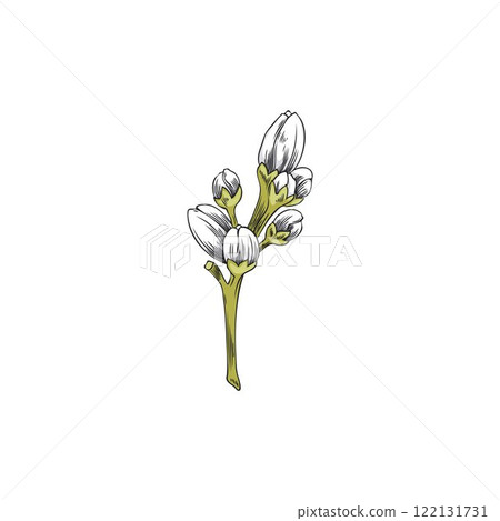 Vector illustration of hand drawn neroli citrus tree flower buds. 122131731
