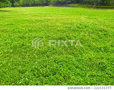Early summer field scenery with white clover flowers blooming Early summer field scenery with white clover flowers blooming 122131777