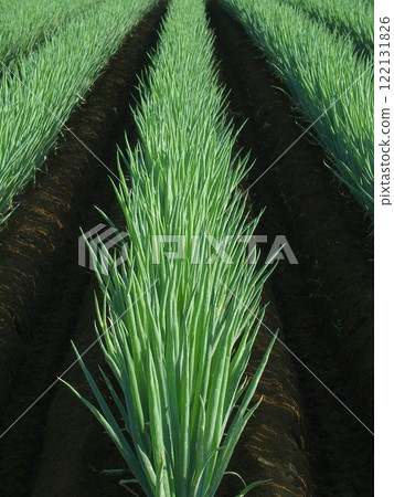 A leek field in the early summer evening 122131826