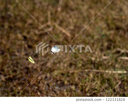 Colias erate 122131828