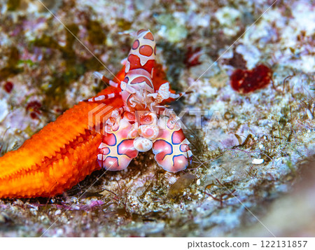 Horse deep-fried Horse deep-fried 122131857