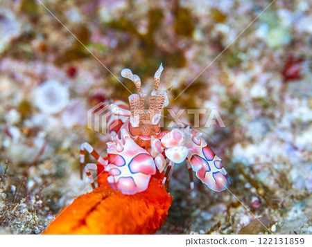 Horse deep-fried 122131859