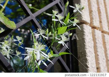 花園裡種植的隱士草白花 花園裡種植的隱士草白花 122131917