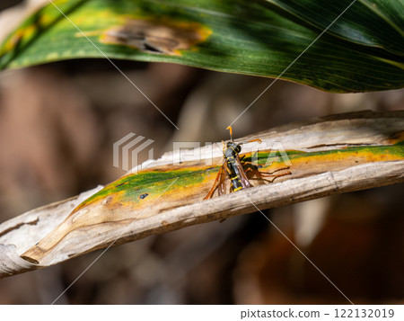 Togarifutamon paper wasp 122132019