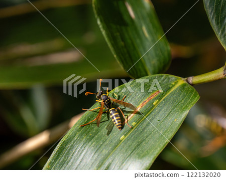 Togarifutamon paper wasp 122132020