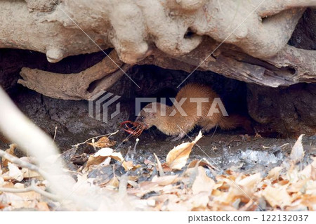 Weasel eating a crayfish Weasel eating a crayfish 122132037