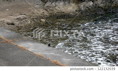 眼鏡岩海岸和磯鵯 眼鏡岩海岸和磯鵯 122132039