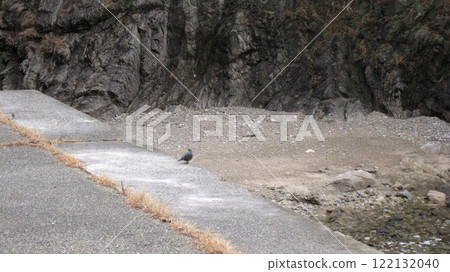 眼鏡岩海岸和磯鵯 眼鏡岩海岸和磯鵯 122132040