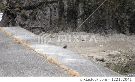 眼鏡岩海岸和磯鵯 眼鏡岩海岸和磯鵯 122132041