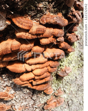 生長在櫻花樹幹上的「水獺蘑菇」：冬季狀況 122132042