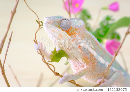 Panther Chameleon 122132075