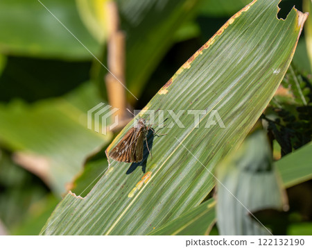 Flying turtle seseli 122132190