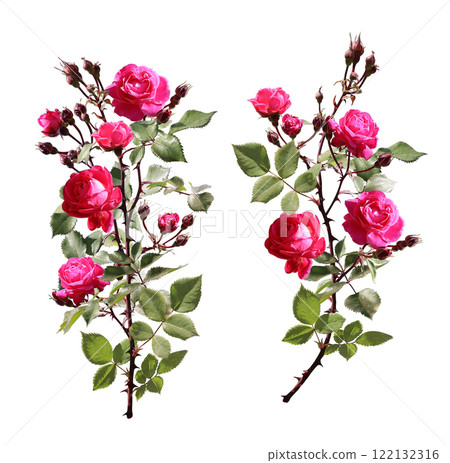 Set of Climbing rose branches with red flowers and green leaf. Collection of rose flower branch. Isolated on white background 122132316