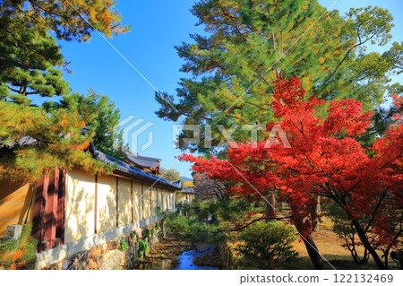 [Kyoto Prefecture] Autumn leaves at Daikakuji Temple on a clear day 122132469