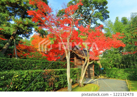 [Kyoto Prefecture] Autumn leaves at Katsura Imperial Villa on a clear day (Mikomon Gate) 122132478