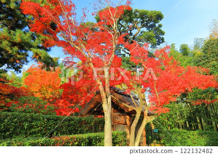 [京都府] 晴天桂離宮的紅葉（五行門） 122132482