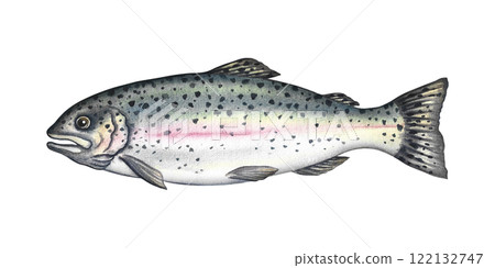 Trout fish. A hand-drawn watercolor illustration. Color image of seafood. Separate from the background. Perfect for menus, recipe books, packages, labels, invitations, and more. Trout fish. A hand-drawn watercolor illustration. Color image of seafood. Separate from the background. Perfect for menus, recipe books, packages, labels, invitations, and more. 122132747