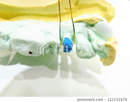 Dental Oral Model Dental Oral Model 122132879