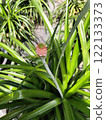 pineapple  122133373