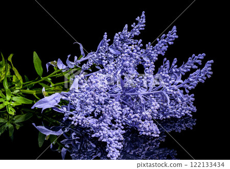 Vibrant Pink and Blue Flower Cluster on black background Vibrant Pink and Blue Flower Cluster on black background 122133434