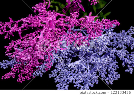 Vibrant Pink and Blue Flower Cluster on black background Vibrant Pink and Blue Flower Cluster on black background 122133436
