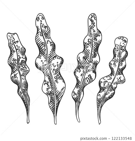 Vector illustration of sea and ocean seaweed plant. Isolated object on a white background. Tropical underwater element of natural bottom world. Hand drawn textured sketch on isolated background 122133548