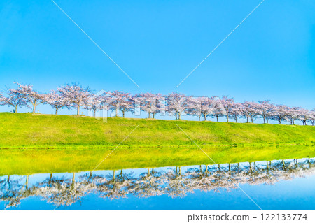 兵庫縣小野櫻花堤迴廊，倒立的櫻花在稻田中熠熠生輝 122133774