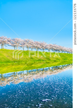 兵庫縣小野櫻花堤迴廊，倒立的櫻花在稻田中熠熠生輝 122133776