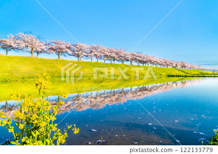 Hyogo Ono Sakura Tsutsumi Corridor: Upside-down cherry blossoms shining in the rice fields Hyogo Ono Sakura Tsutsumi Corridor: Upside-down cherry blossoms shining in the rice fields 122133779