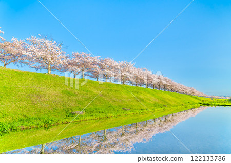 兵庫縣小野櫻花堤迴廊，倒立的櫻花在稻田中熠熠生輝 122133786