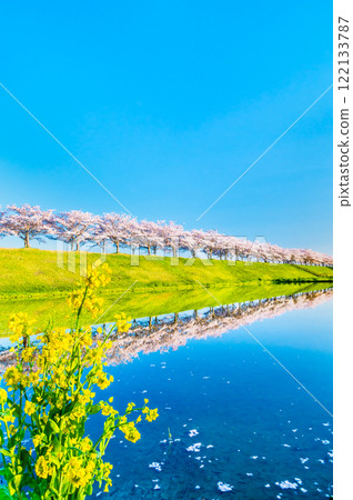 Hyogo Ono Sakura Tsutsumi Corridor: Upside-down cherry blossoms shining in the rice fields Hyogo Ono Sakura Tsutsumi Corridor: Upside-down cherry blossoms shining in the rice fields 122133787